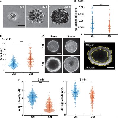 Frontiers | Cytotoxic T Lymphocyte Activation Signals Modulate 